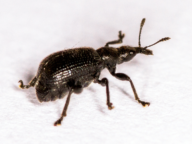 Deporaus betulae